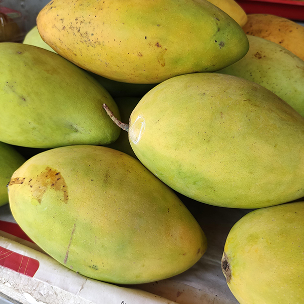 Xoài cát Hoà Lộc chín